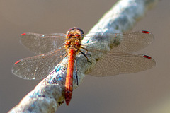 Ruddy Darter-DSA 9072