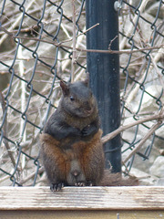 Black Squirrel - 11 May 2019