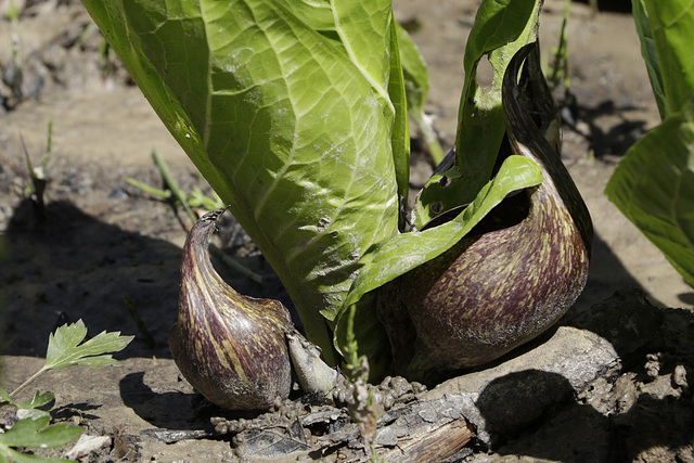 Skunk Cabbage