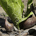 Skunk Cabbage