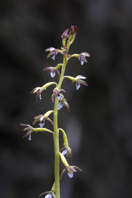 Spotted Coralroot