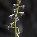 Spotted Coralroot