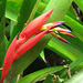 Billbergia nutans flowers