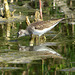 Solitary Sandpiper (Tringa solitaria)