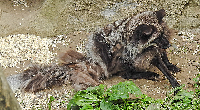 20210709 1644CPw [D~OS] Silberfuchs (Vulpes vulpes), Zoo Osnabrück