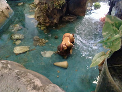 Miniaturfigur im Goldfischbecken