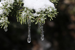 Ice on Western Hemlock