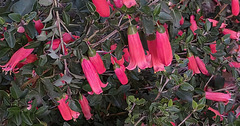 correa flowers correa flowers