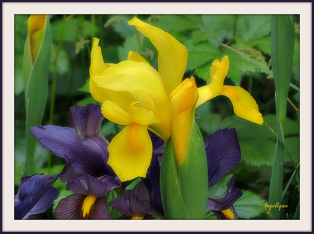 L'iris est l'une des plus anciennes fleurs cultivées, dans la mythologie grecque, Iris était la messagère des dieux et la fleur porte son nom. Dans le langage des fleurs, l'iris signifie: "Je vous aim