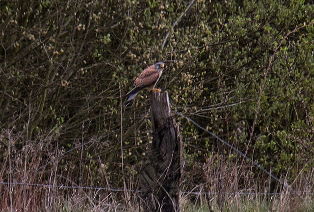 20160423 1237VRAw [D~LIP] Turmfalke, Hörster Bruch, Hörste