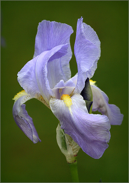 Printemps de l'iris bleu