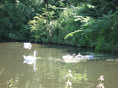 Staffs and Worcs Canal