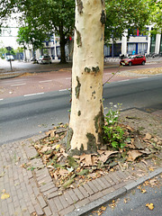 Plane tree shedding its bark