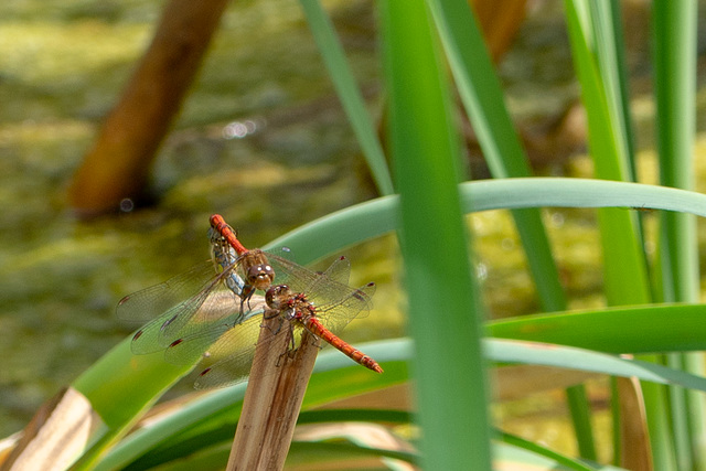 Ruddy Darter-DSA 8440