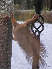 Acrobatic Red Squirrel