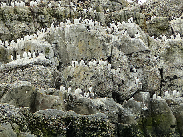 Day 11, Razorbills & Common Murres, Brandy Pot Islands