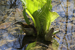 Skunk Cabbage