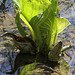 Skunk Cabbage