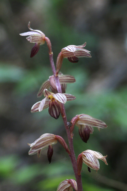 Striped Coralroot