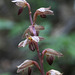 Striped Coralroot