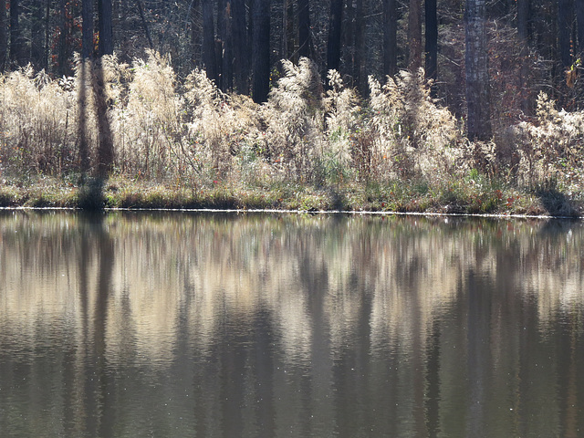 Pond reflections