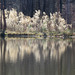 Pond reflections