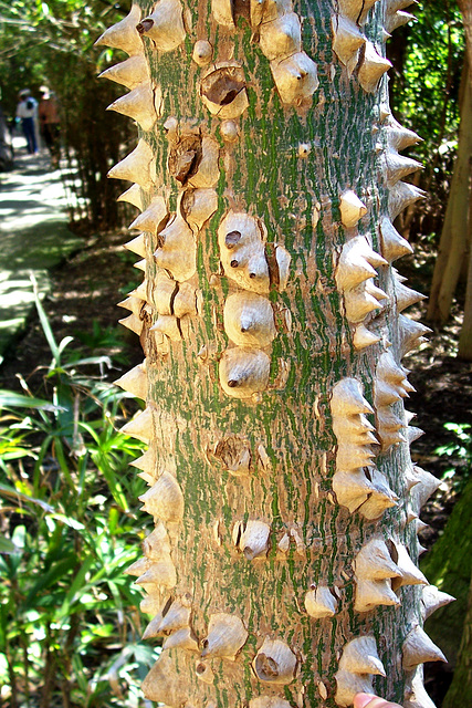 Stacheliger Baum