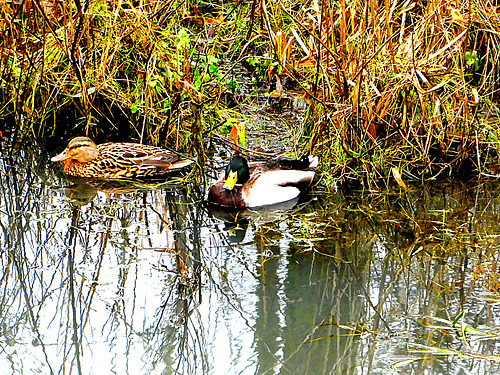 Family duck...