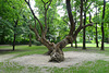 Tree In Margaret Island Park