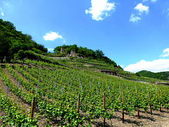 DE - Mayschoß - Weingärten