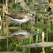 Solitary Sandpiper (Tringa solitaria)