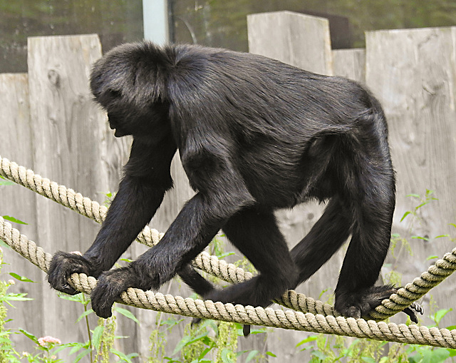 20210709 1649CPw [D~OS] Braunkopf Klammeraffe, Zoo Osnabrück