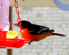 Male Baltimore Oriole at my jelly feeder.