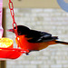 Male Baltimore Oriole at my jelly feeder.