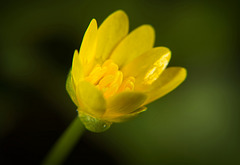 Das Scharbockskraut (Ficaria verna),auch Feigwurz genannt ist auch im Frühling immer bei den ersten Blüten dabei :))  The celandine (Ficaria verna), also called figwort, is always present in the first flowers in spring :))  La chélidoine (Ficaria verna