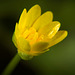 Das Scharbockskraut (Ficaria verna),auch Feigwurz genannt ist auch im Frühling immer bei den ersten Blüten dabei :))  The celandine (Ficaria verna), also called figwort, is always present in the first flowers in spring :))  La chélidoine (Ficaria verna