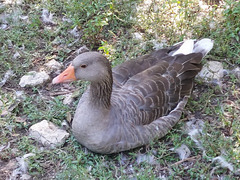 Oie au repos*************