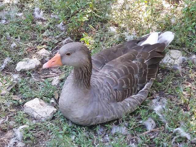 Oie au repos*************