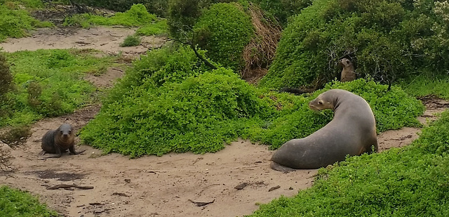 sea lions!