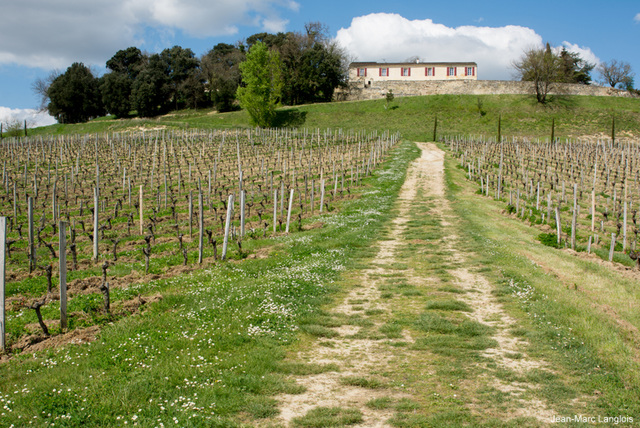 Saint-Emilion - Vignes de Chateau Tertre Daugay