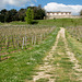 Saint-Emilion - Vignes de Chateau Tertre Daugay