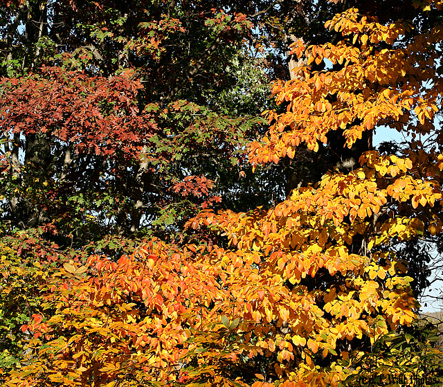 Golden Sassafras