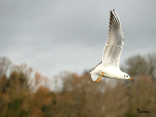 mouette rieuse juvénile