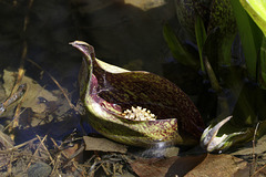 Skunk Cabbage