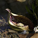 Skunk Cabbage