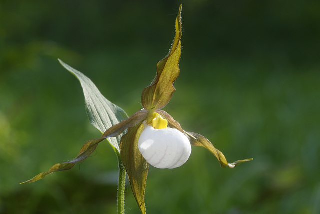 Mountain Lady's Slipper