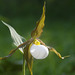 Mountain Lady's Slipper