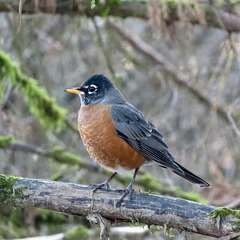 American robin (Turdus migratorius)