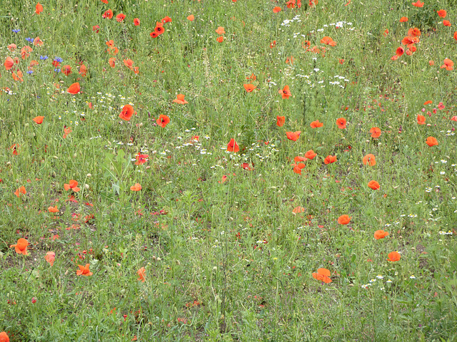 Mohnblumenwiese