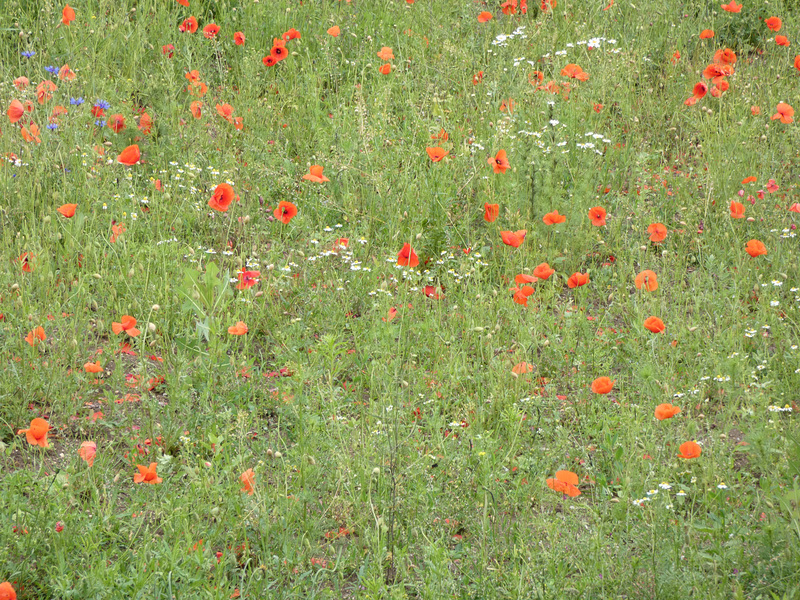 Mohnblumenwiese
